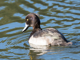 冬の池のキンクロハジロ