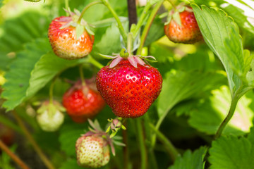 Red and green strawberries amid leaves