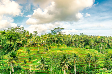 big and magestic rice field in ubud. bali. indonesia