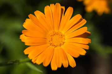 Coreopsis flowers growing in a garden