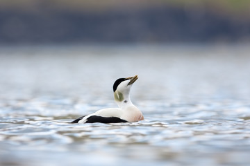Common eider, somateria mollissima, Faroe island