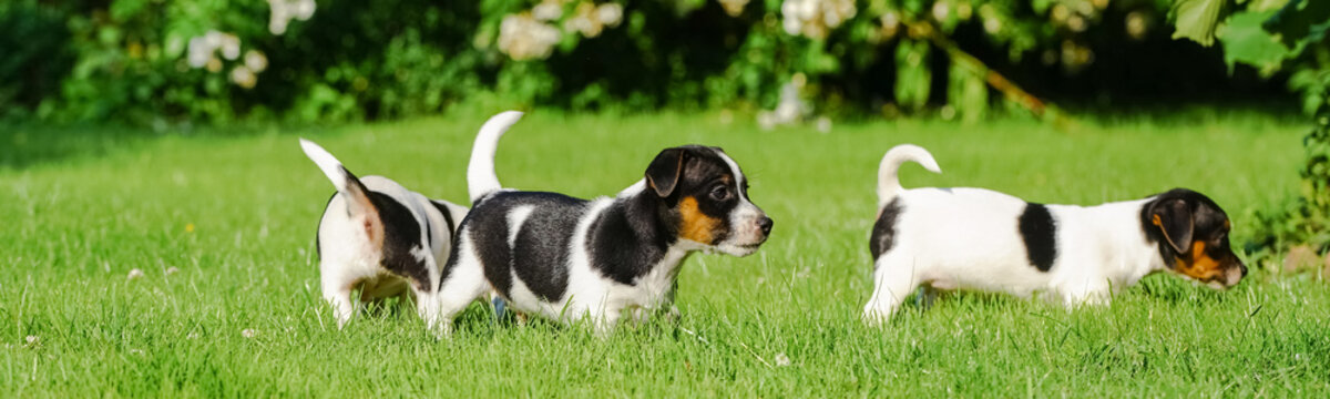 Hundebabys Photos Royalty Free Images Graphics Vectors Videos Adobe Stock