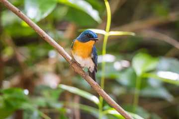 Bird (Tickell's Blue Flycatcher) in nature wild