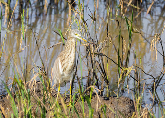 Javan Pond Heron in the field.
