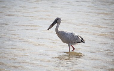 Open-billed stork near the pond.