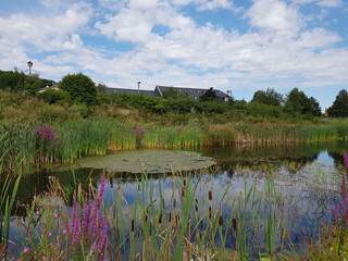 Biotop, Gartenteich