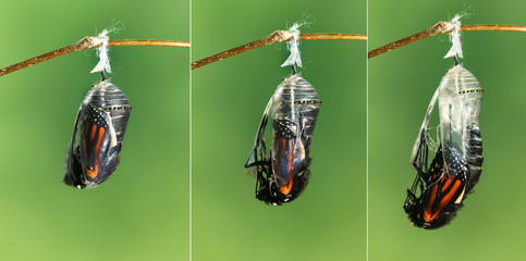 Monarch butterfly emerging from chrysalis to butterfly