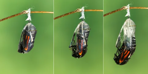 Crédence de cuisine en verre imprimé Papillon Monarch butterfly emerging from chrysalis to butterfly