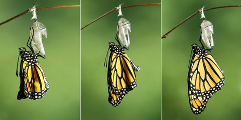 Naklejka premium Motyl monarcha (Danaus plexippus) suszący skrzydła po metamorfozie