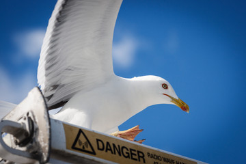 Seagull on the danger sign