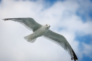 Seagull flying in the sky