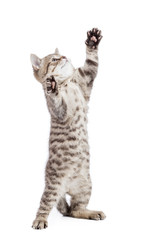 kitten or cat standing with raised paw isolated