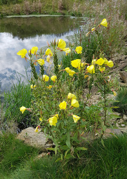 Nachtkerze, Oenothera, Biennis