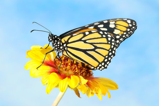 Monarch Butterfly Danaus plexippus on the yellow flower