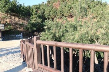 pine tree in korea