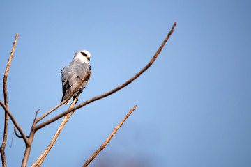 Black-winged kite or Elanus caeruleus
