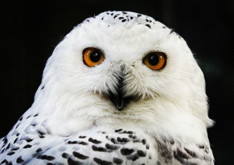 Snow owl in white and black in front of black background