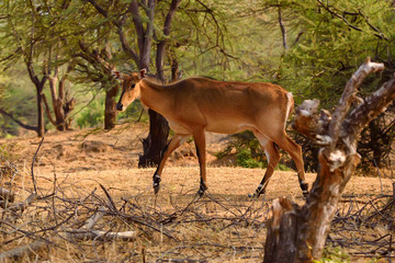 Wild Nilgai or Boselaphus tragocamelus
