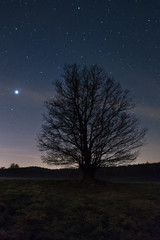 Fototapeta na wymiar Tree at night sky