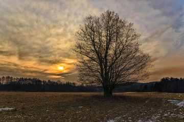 Lonely tree at plain during cloudy sunrise during winter