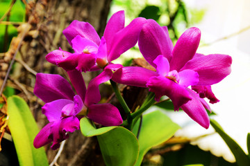 Orchid blooming in garden