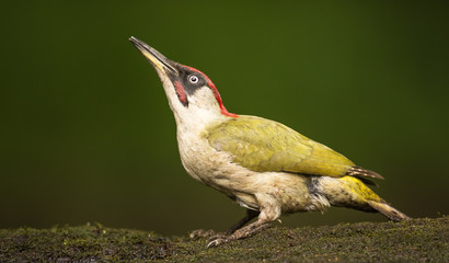 Green Woopecker
