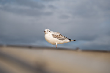 Seagull