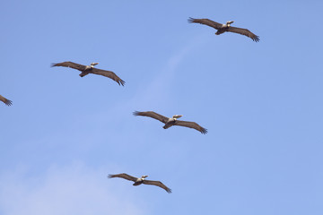 American brown pelican bird