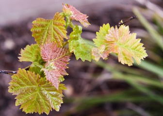Grape Leaf Cluster