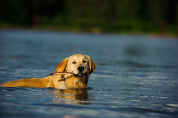 Golden Retriever dog outdoor portrait swimming with stick