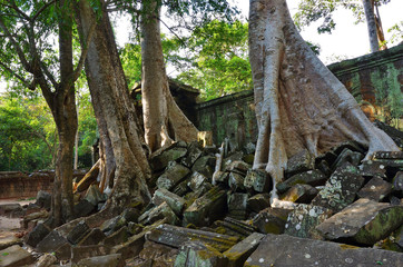 Ta Prohm temple, Angkor Wat, Cambodia