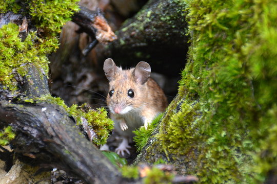 Waldmaus