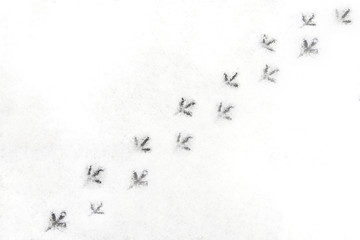 Traces of birds on the first snow.