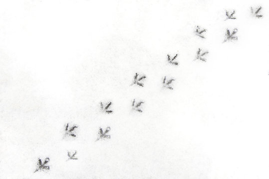 Traces of birds on the first snow.