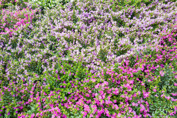 Fototapeta premium Cuphea plants.