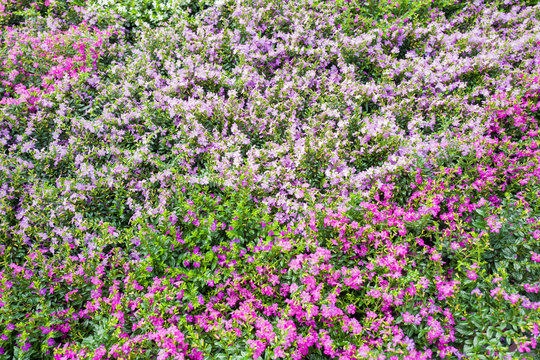 Cuphea Bilder Durchsuchen 7,380 Archivfotos, und