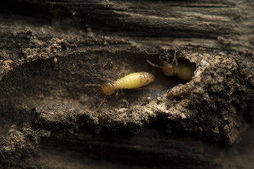 Termite and Termite mound on nature background. 