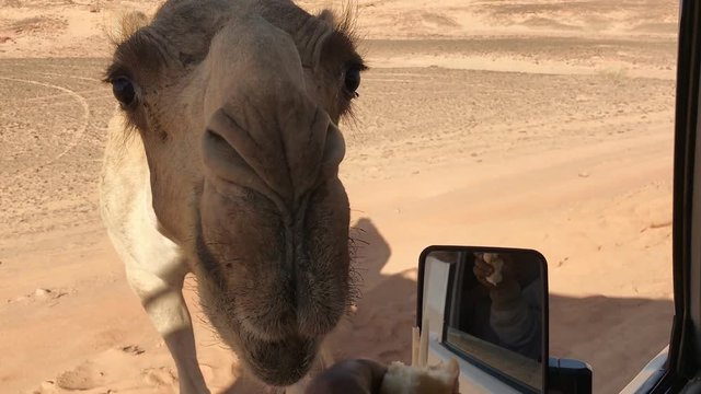 People feed a camel . Sinai peninsula . Egypt .
