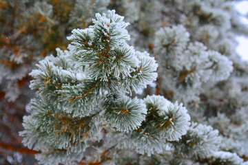 Spruce branch with snow, close up