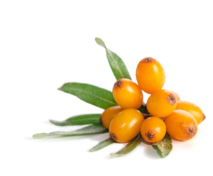     Sea buckthorn with green leaf isolated on white background