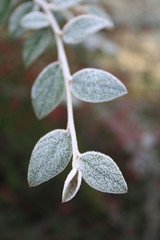 Gelo su ramo di Cotoneaster. Cespuglio gelato in giardino in inverno.