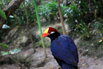 Beautiful bird