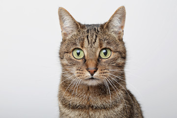 Obraz premium regard chat tigré brun marron tabby 