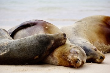 Naklejka premium Sea wolves in Galapagos