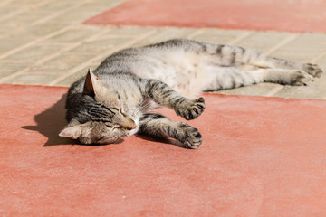 Tabby cat relaxing in sunshine