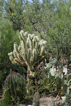 Typische Pflanzen der Sonora-Wüste wie Cholla, Prickly Pear und Barrel Cactus Typische Pflanzen der Sonora-Wüste wie Cholla, Prickly Pear, Barrel Cactus und Mesquite