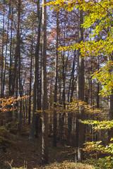 Autumn landscape in Rodopi, Bulgaria. Colorful autumn forest.