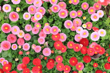 Beautiful bellis perennis pomponette flower in the garden top view