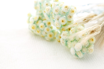 可愛いドライフラワー