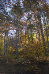 Autumn landscape in Rodopi, Bulgaria. Colorful autumn forest.